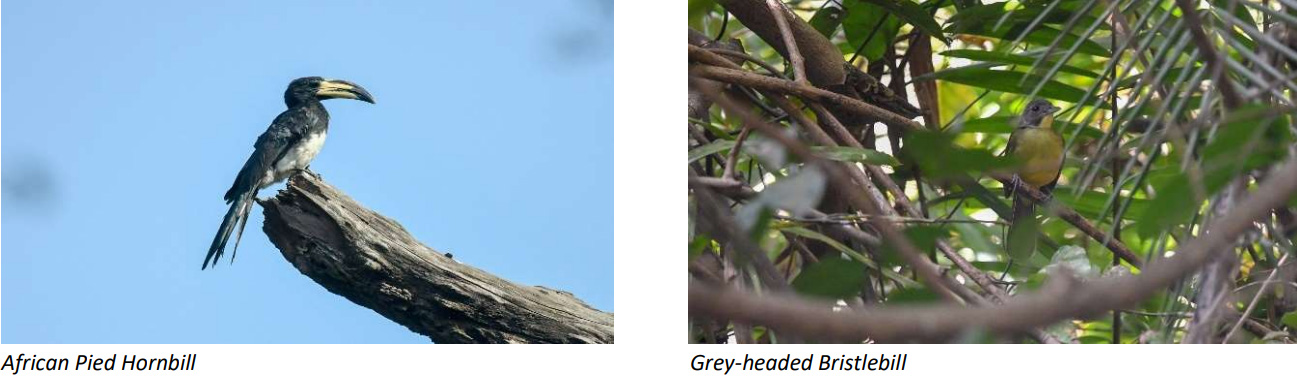 African Pied Hornbill